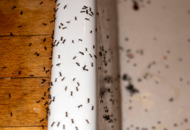 Best Emergency Pest Control  in Pocola, OK