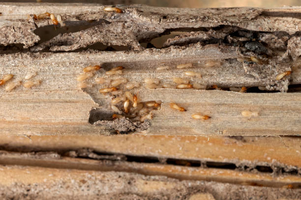 Best Local Pest Control Services  in Pocola, OK